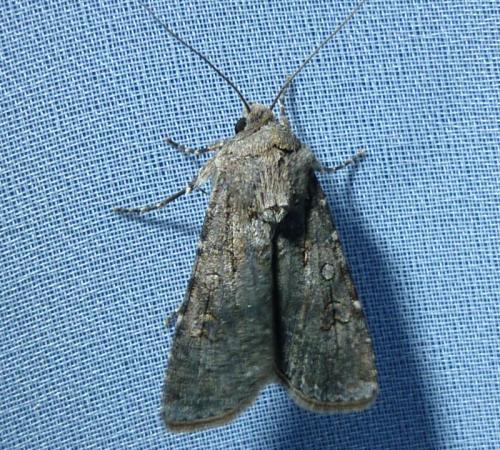 Réf. 243 809 : Agrotis segetum